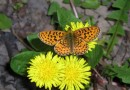 Boloria euphrosyne ©  S.Beshkov